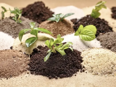 A guide to different soils. How to choose the right soil for each plant?