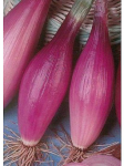 "Red Long of Florence" Onion seeds (Rossa Lunga di Firenze) 1250 (±) / 5 gr