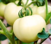 "Buffalo's Heart White" Tomatoes (Coeur de Boeuf Blanc / Weisses Ochsenher) 15 seeds