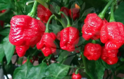 Seminte de ardei iute soi "Trinidad Scorpion Moruga Blend" (Trinidad Scorpion Moruga Blend) 5 buc