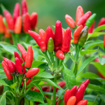 "Etna" Chilly Pepper (Peperoncino ETNA) 25 seeds