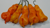 "Massimo's Erotico" Chilly Pepper 10 seeds