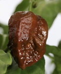 "JAFSH Black" Chilly Pepper 10 seeds