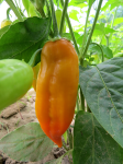 "Dong Xuan Market" White Chilly Pepper 15 seeds