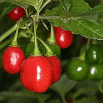 "Cochabamba" Aji Chilly Pepper 15 seeds