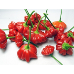 "Brazilian Starfish" Aji Chilly Pepper 15 seeds