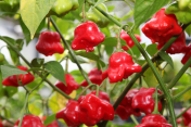 "Bishop's Crown" Chilly Pepper 10 seeds