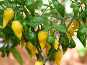 Seminte de ardei iute soi "Habanero Lemon" (Habanero Lemon) 15 buc