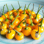 "Charapita Peach" Aji Chilly Pepper 15 seeds