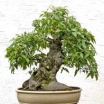 Seminte chinezesti de hackberry 10 buc / 1,5 g