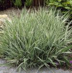 Seminte Phalaris arundinacea pentru 1000 de plante 5 g