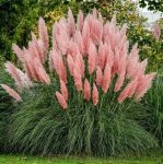 Cortaderia, iarba roz Pampas (Cortaderia Selloana) - 2500 de seminte (0,5g)