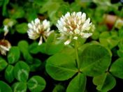 Alb - trifoi târâtor (Trifolium repens) 1980g + 100g pentru 75-100m²