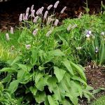 Sunătoare comună (Persicaria Bistorta) - 0,3g semințe de bistortă