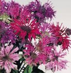 Seeds of Red Bergamot / Monarda 2 g / ± 350 pcs