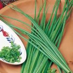 Chives - 1600 seeds 2g