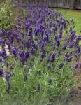 Lavandă (Lavandula angustifolia) - 750 de semințe (0,75g)