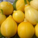 "Lemon" Zucchini seeds 10 pcs