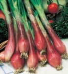 "Red Long of Florence" Onion seeds (Rossa Lunga di Firenze) 1000 (±) / 4 gr