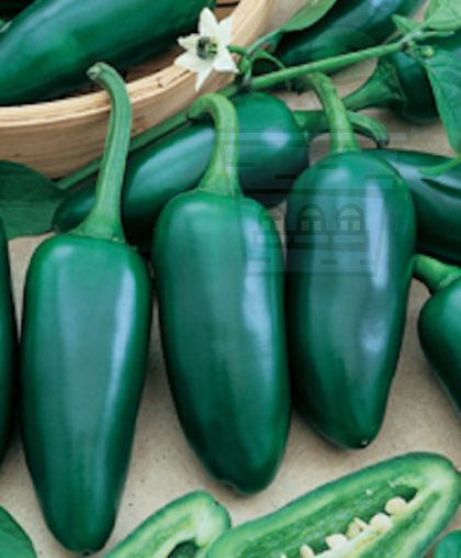 Ardei iute "Jalapeno Gigantia" (Capsicum annuum) 15 seminte