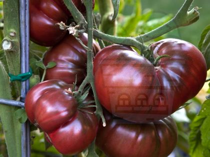 Pink tomato - 15 seeds 