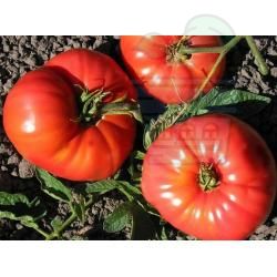 Tomato variety "Ballerina" - 15 seeds