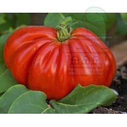 Tomato variety "Buffalo'с heart" - 25 seeds