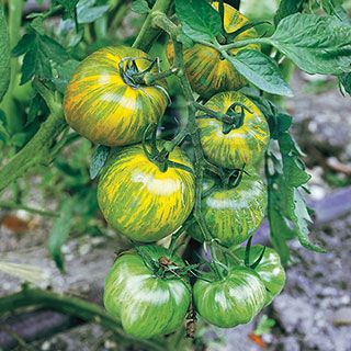 Tomato variety "Green Zebra" - 25 seeds