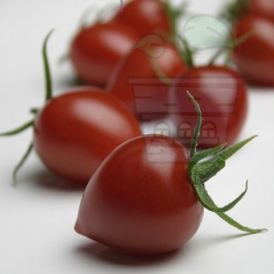 Cherry Tomato variety "Gardenberry" - 10 seeds