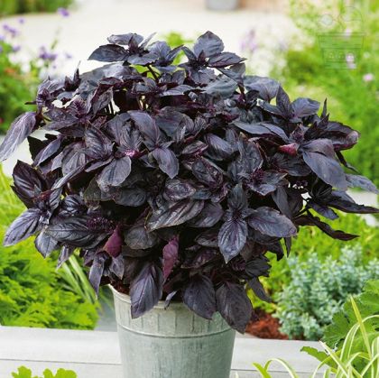 Basil "Dark Opal" - 1400 seeds 2g