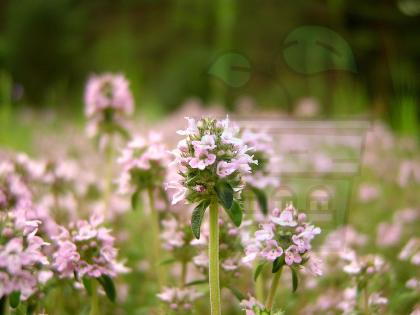 Cimbru (Thymus vulgaris) - 2500 de semințe (0,5g)