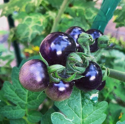 Cherry Tomato "Blue Berries" / Blue Berries - 10seeds