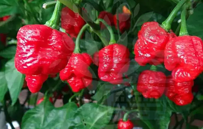 PEPPER Trinidad Scorpion Moruga (Trinidad Scorpion Moruga) - 5seeds