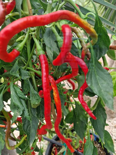 PEPPER "Thunder Mountain Longhorn" / Thunder Mountain Longhorn - 15seeds