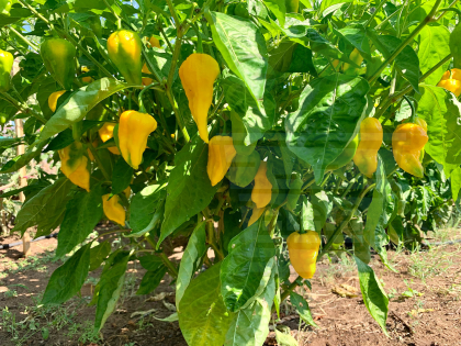 PEPPERS "Pineapple Ghost" / Pineapple Ghost - 10seeds