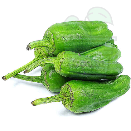 Pimientos de Padron - 25semințe