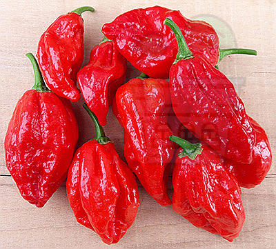 ARDEI "Naga Morich" / Naga Morich - 15semințe