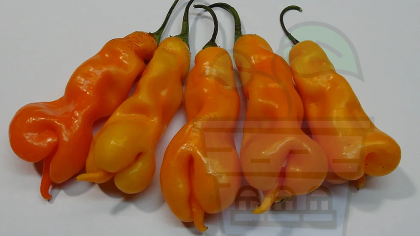 "Erotica" PEPPERS / Massimos Erotica - 10seeds