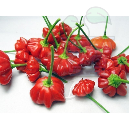 HOT PEPPER "Starfish" / Brazilian Starfish - 15seeds