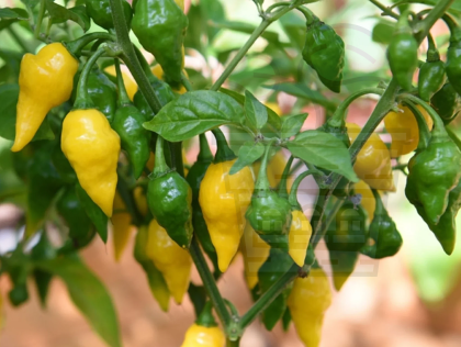 HOT PEPPER "Habanero Lemon" / Habanero Lemon - 15seeds