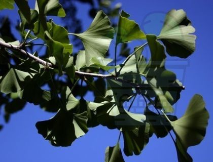 Ginkgo Biloba - 10 seeds 