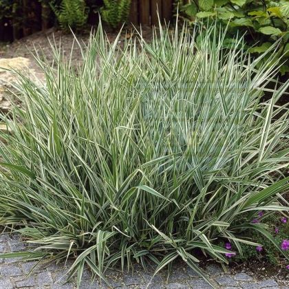 Seminte Phalaris arundinacea pentru 1000 de plante 5 g