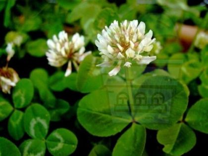 White - crawling clover (Trifolium repens) 1980g + 100g for 75-100m²