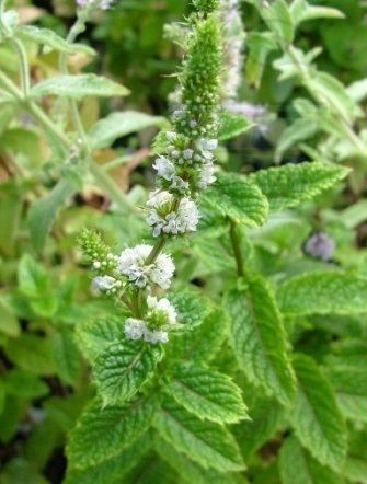 Mentha spicata 2500 de semințe (0,2 g)