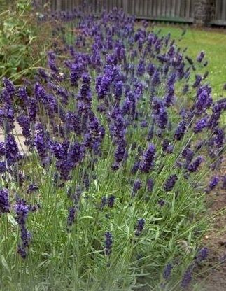 Lavandă (Lavandula angustifolia) - 750 de semințe (0,75g)