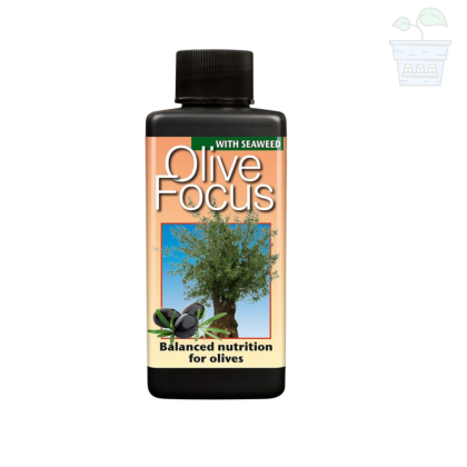 Olive Focus - Îngrășământ pentru măslini 300 ml