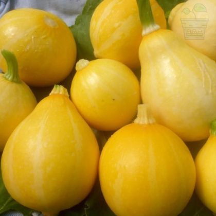 "Lemon" Zucchini seeds 10 pcs