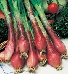 "Red Long of Florence" Onion seeds (Rossa Lunga di Firenze) 1000 (±) / 4 gr