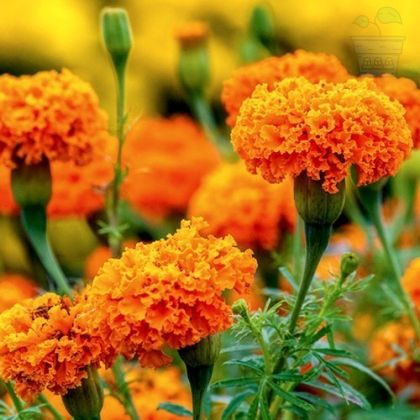 Seminte de galbenele africane (Tagetes erecta) 30 buc