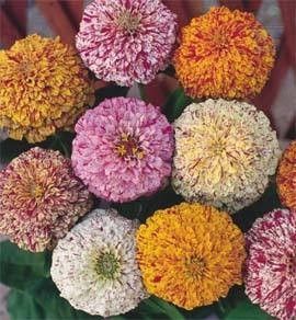 Semințe din soiul Zinnia Elegance "Zebra Mixture" (Amestec Zebra / Candy Stripe Mixed) 300 buc (±) / 3 g